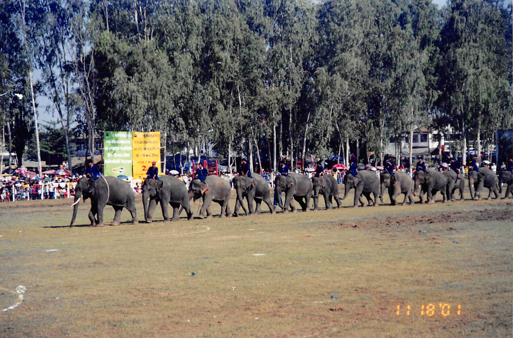 象祭りで整列する象