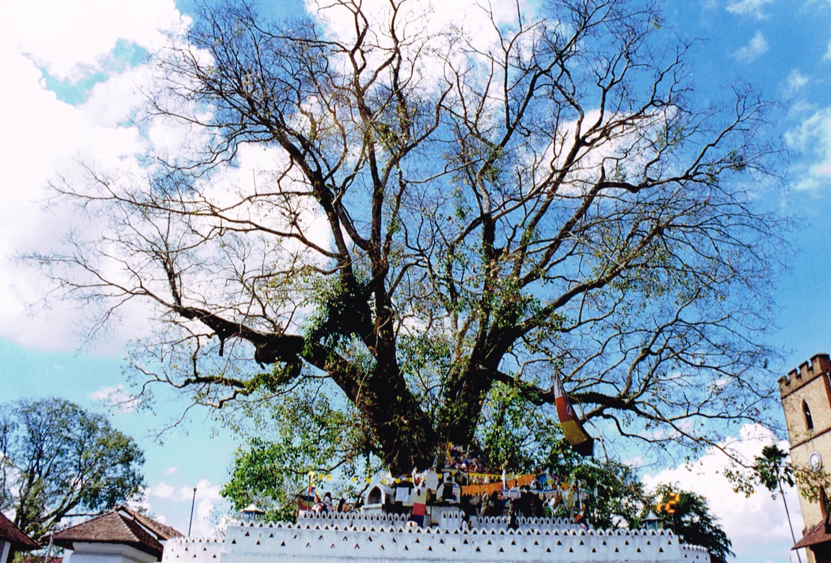 スリー・マハ―菩提樹