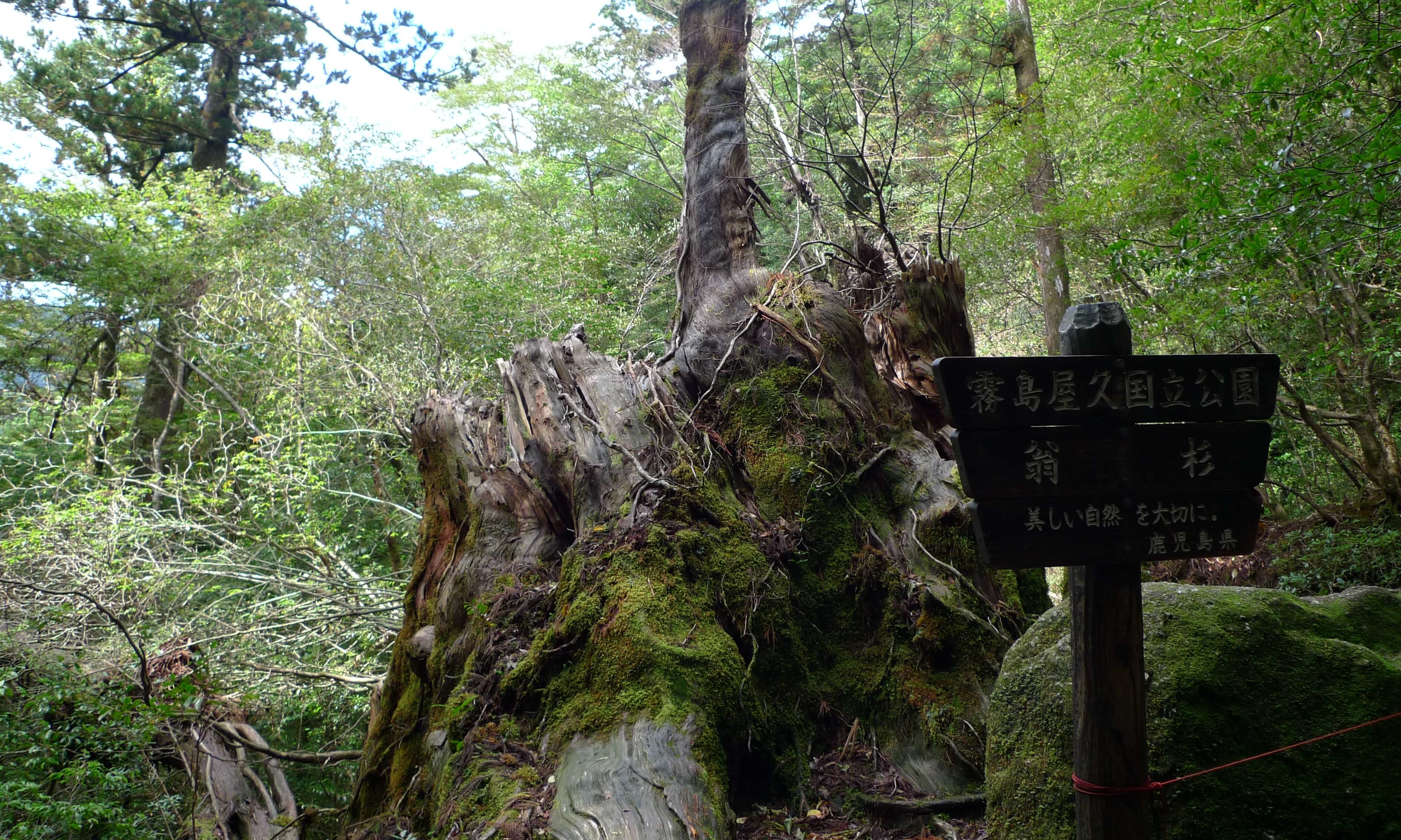 2010年に枯れて倒木した屋久島の翁杉