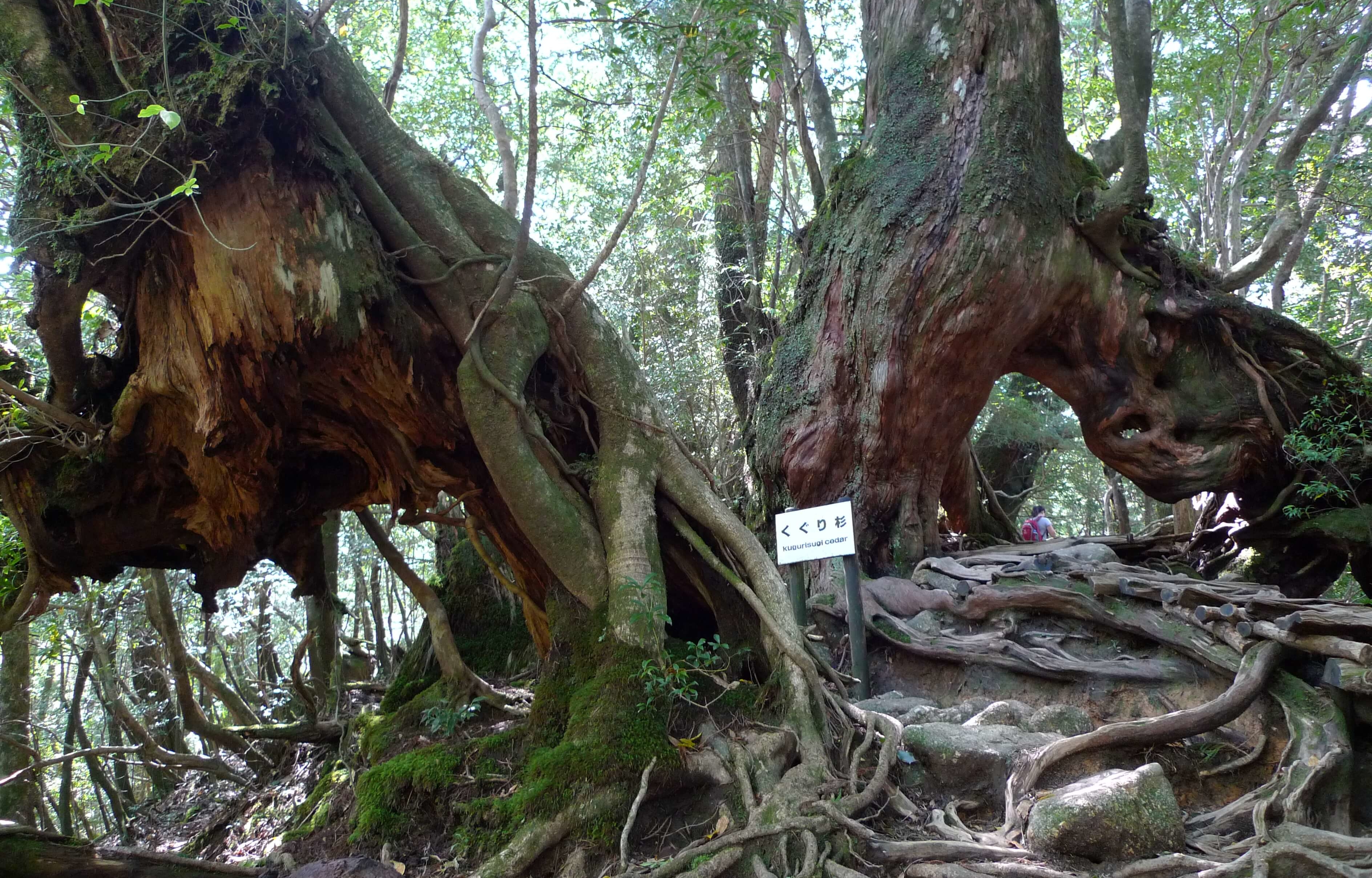 屋久島のくぐり杉