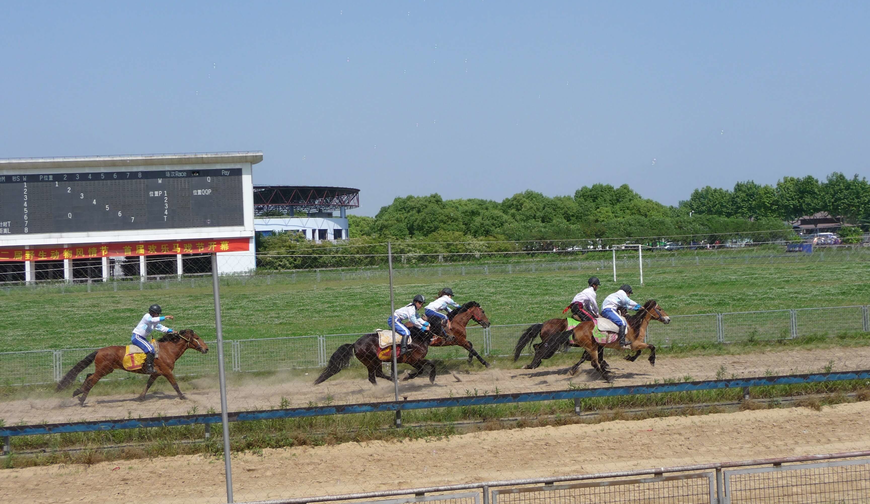上海野生動物園の馬のレース