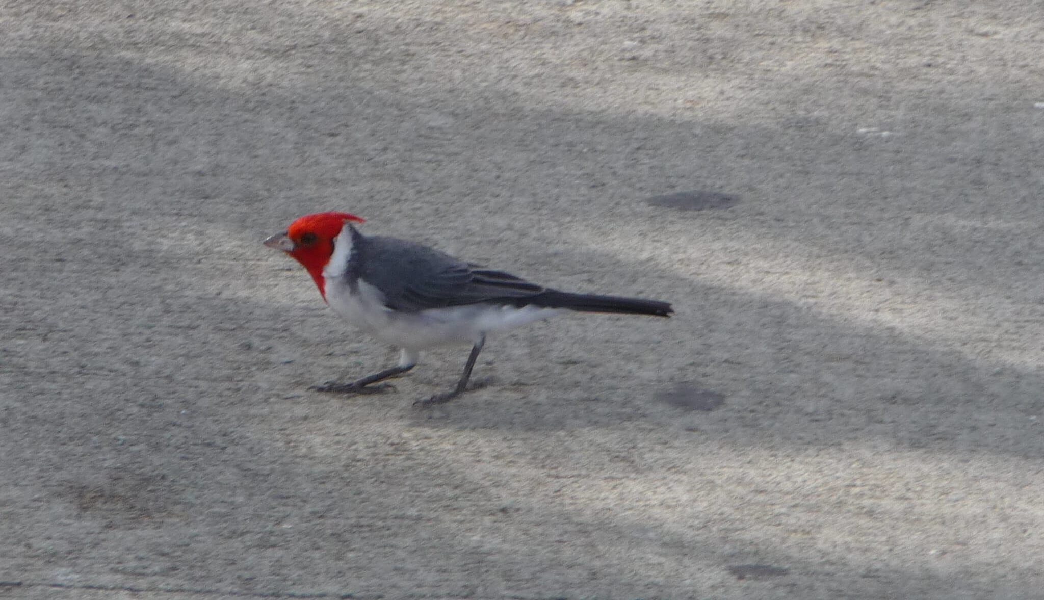 コウカン鳥（Red-crested Cardinal）