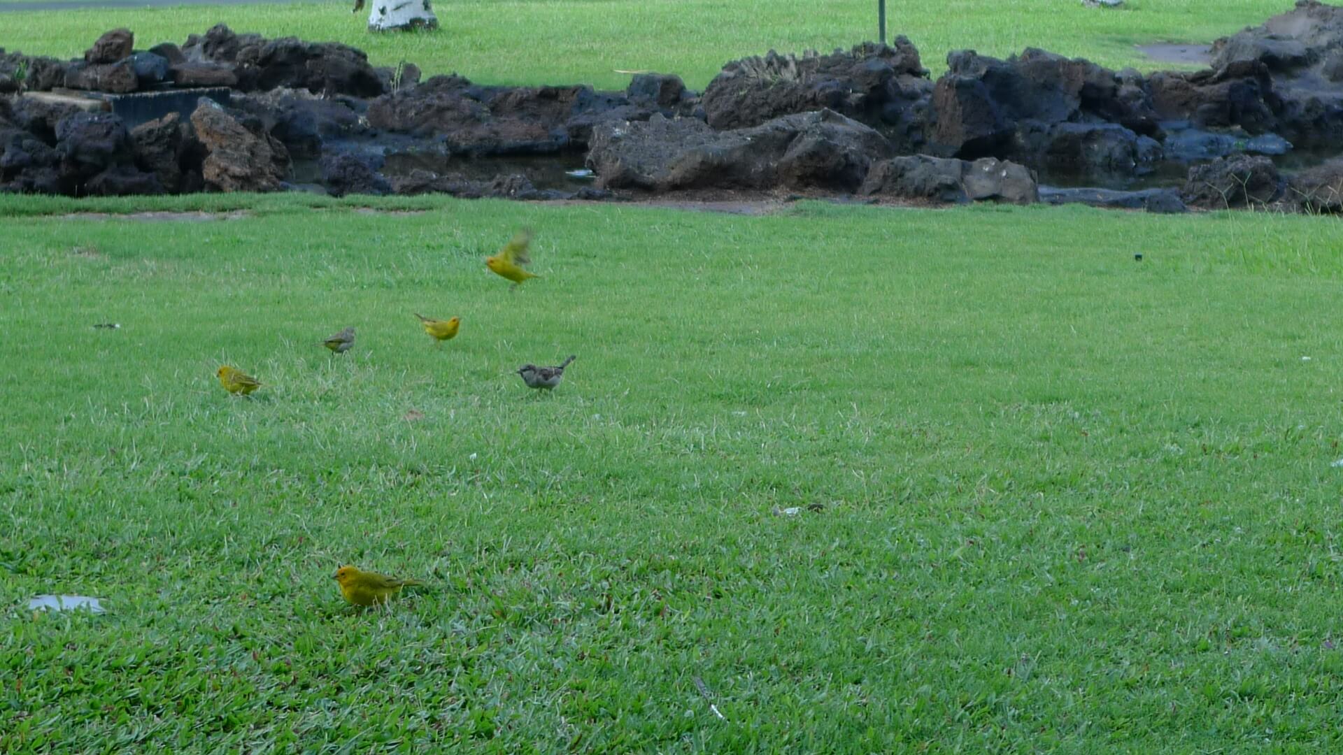 ハワイの野鳥